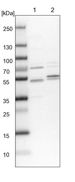 Kaptin Antibody - BSA Free Western Blot: Kaptin Antibody - BSA Free [NBP1-92035]