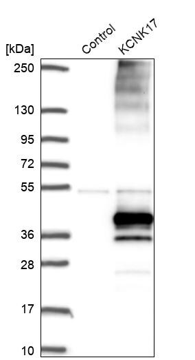 KCNK17 Antibody - BSA Free Western Blot: KCNK17 Antibody - BSA Free [NBP1-92041]