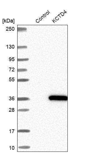 KCTD4 Antibody - BSA Free Western Blot: KCTD4 Antibody - BSA Free [NBP1-92045]