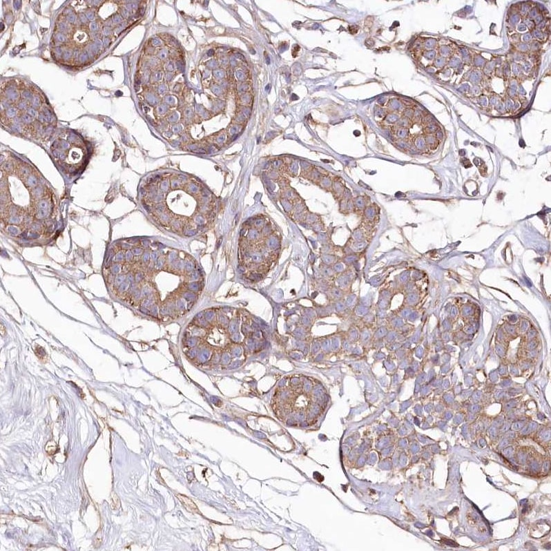 KIBRA Antibody - BSA Free Immunohistochemistry: KIBRA Antibody - BSA Free [NBP1-92053]