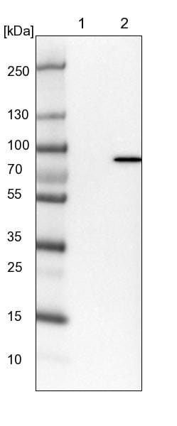 LRRC44 Antibody - BSA Free Western Blot: LRRC44 Antibody - BSA Free [NBP1-92078]