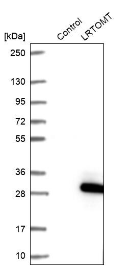 LRTOMT Antibody - BSA Free Western Blot: LRTOMT Antibody - BSA Free [NBP1-92081]