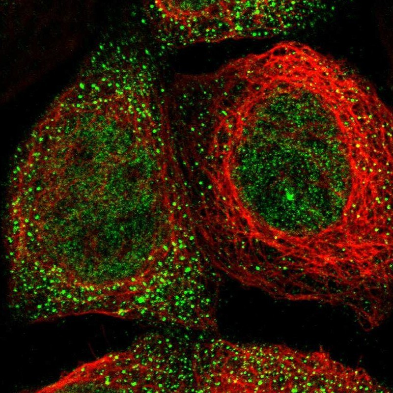 LSM8 Antibody - BSA Free Immunocytochemistry/ Immunofluorescence: LSM8 Antibody [NBP1-92085]