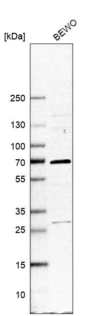 LXR alpha/NR1H3 Antibody - BSA Free Western Blot: LXR alpha/NR1H3 Antibody - BSA Free [NBP1-92086]