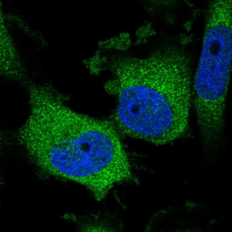 LYPLAL1 Antibody - BSA Free Immunocytochemistry/ Immunofluorescence: LYPLAL1 Antibody - BSA Free [NBP1-92090]