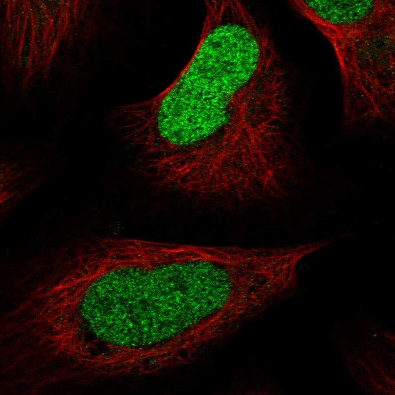 Macro H2A.2 Antibody - BSA Free Immunocytochemistry/ Immunofluorescence: Macro H2A.2 Antibody - BSA Free [NBP1-92094]