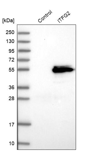 MDS028 Antibody - BSA Free Western Blot: MDS028 Antibody - BSA Free [NBP1-92103]
