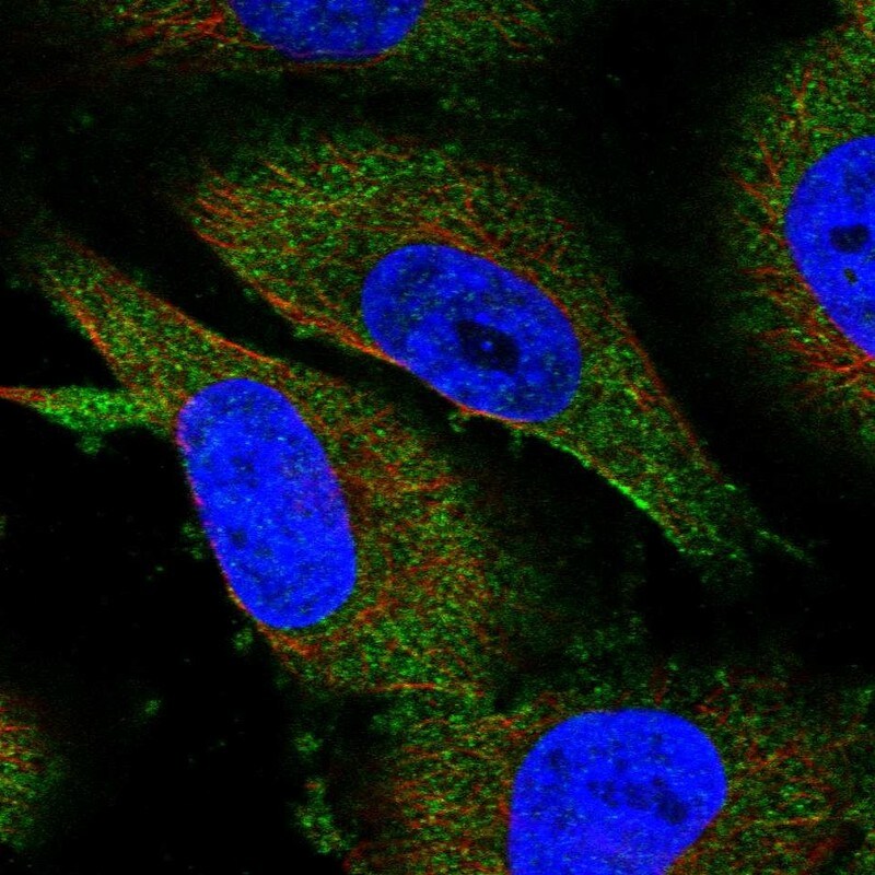 METTL13 Antibody - BSA Free Immunocytochemistry/ Immunofluorescence: METTL13 Antibody - BSA Free [NBP1-92109]