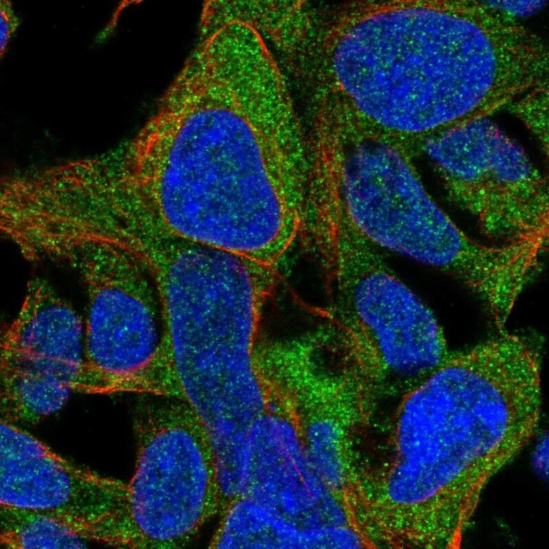 MGC13138 Antibody - BSA Free Immunocytochemistry/ Immunofluorescence: MGC13138 Antibody [NBP1-92115]