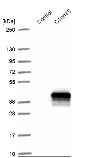 MMTAG2 Antibody - BSA Free Western Blot: MMTAG2 Antibody - BSA Free [NBP1-92128]