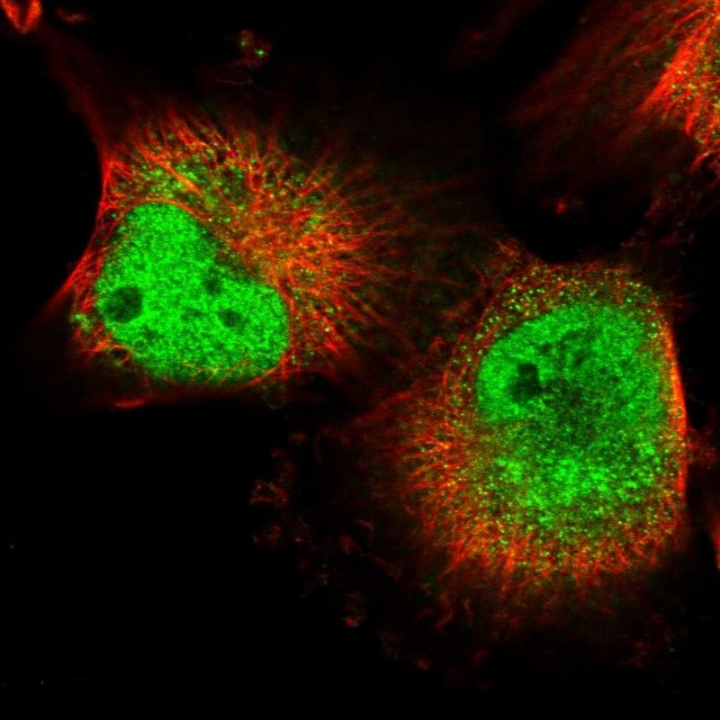 mpp8 Antibody - BSA Free Immunocytochemistry/ Immunofluorescence: mpp8 Antibody [NBP1-92136]