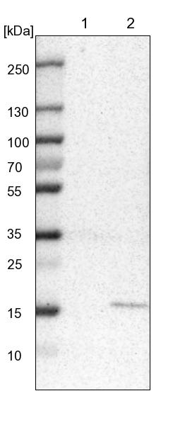 MRPS24 Antibody - BSA Free Western Blot: MRPS24 Antibody - BSA Free [NBP1-92140]