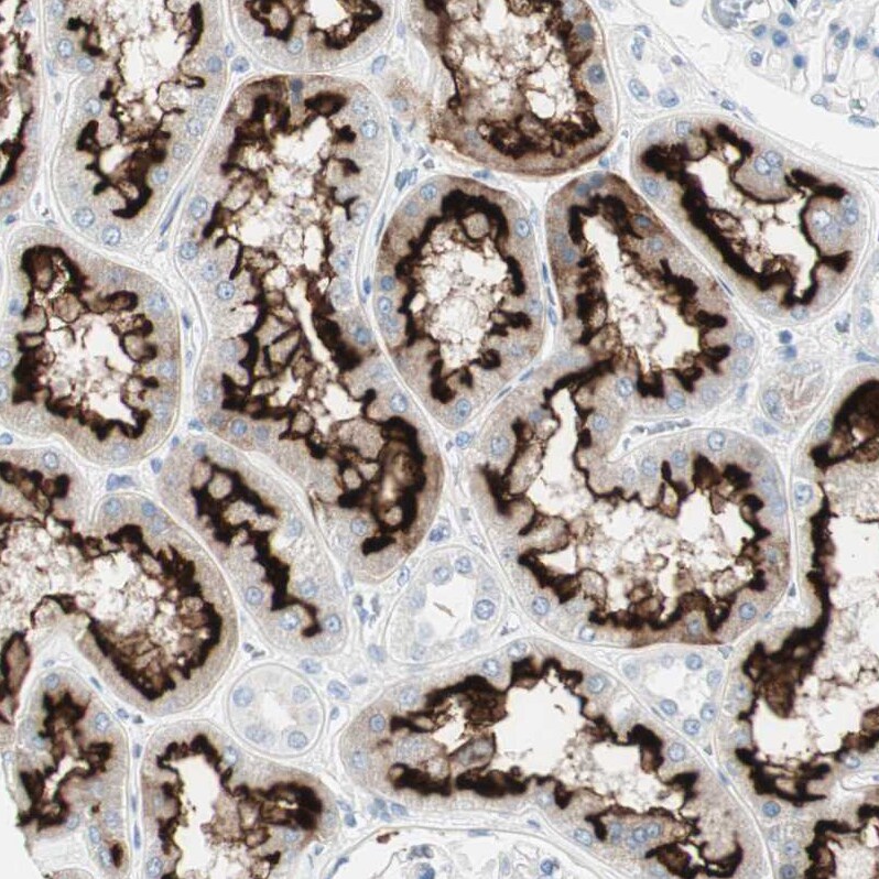 MUCDHL Antibody - BSA Free Immunohistochemistry-Paraffin: MUCDHL Antibody [NBP1-92149]