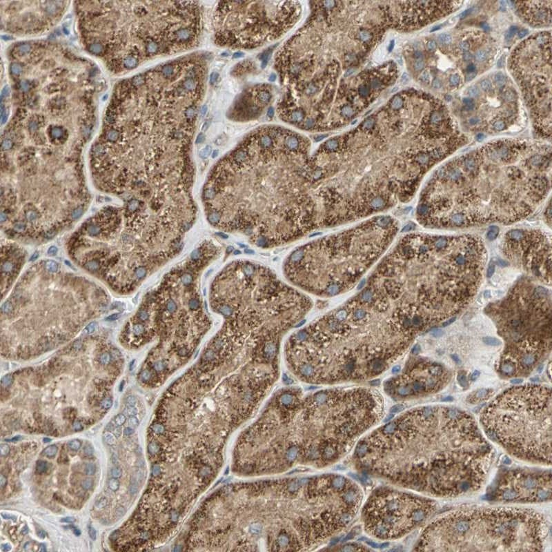 Endomucin/Mucin -14 Antibody - BSA Free Immunohistochemistry: Endomucin/Mucin -14 Antibody - BSA Free [NBP1-92150]