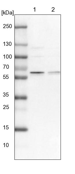 APPBP1 Antibody - BSA Free Western Blot: APPBP1 Antibody - BSA Free [NBP1-92162]