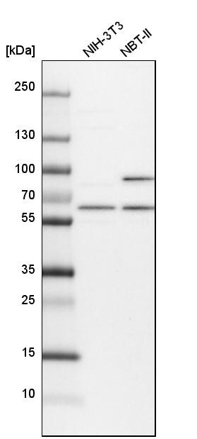 APPBP1 Antibody - BSA Free Western Blot: APPBP1 Antibody - BSA Free [NBP1-92163]