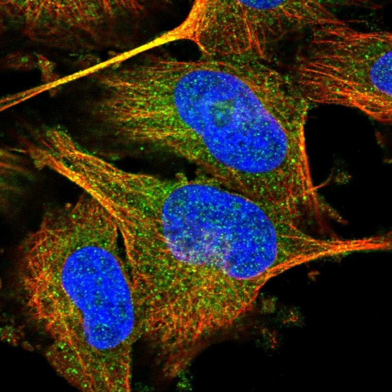 NARG1 Antibody - BSA Free Immunocytochemistry/ Immunofluorescence: NARG1 Antibody [NBP1-92165]