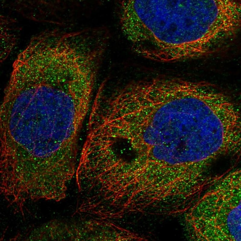 NARG1L Antibody - BSA Free Immunocytochemistry/ Immunofluorescence: NARG1L Antibody [NBP1-92167]