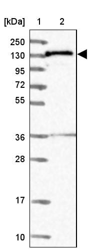 NARG1L Antibody - BSA Free Western Blot: NARG1L Antibody - BSA Free [NBP1-92167]