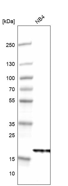 NDUFB6 Antibody - BSA Free Western Blot: NDUFB6 Antibody - BSA Free [NBP1-92172]