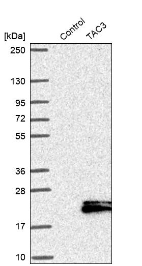 Neurokinin B Antibody - BSA Free Western Blot: Neurokinin B Antibody - BSA Free [NBP1-92178]