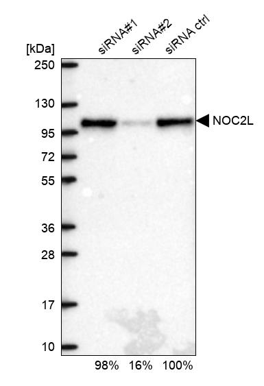 NOC2L Antibody - BSA Free Western Blot: NOC2L Antibody - BSA Free [NBP1-92190]
