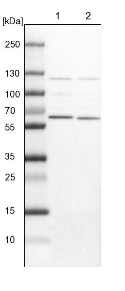 NULP1 Antibody - BSA Free Western Blot: NULP1 Antibody - BSA Free [NBP1-92211]