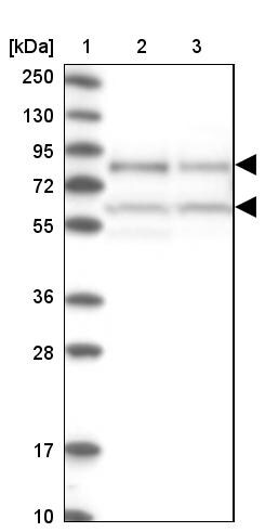 NULP1 Antibody - BSA Free Western Blot: NULP1 Antibody - BSA Free [NBP1-92211]