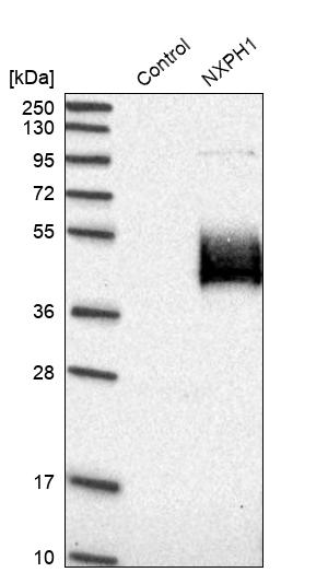 Neurexophilin-1 Antibody - BSA Free Western Blot: Neurexophilin-1 Antibody - BSA Free [NBP1-92216]