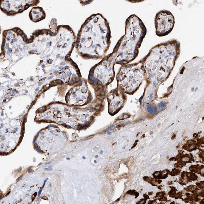 PDIR Antibody