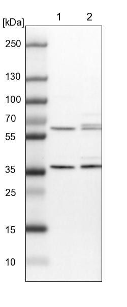PEX19 Antibody - BSA Free Western Blot: PEX19 Antibody - BSA Free [NBP1-92255]