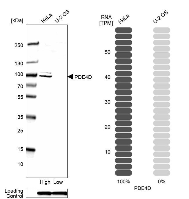Phosphodiesterase 4D Antibody - BSA Free Western Blot: Phosphodiesterase 4D Antibody - BSA Free [NBP1-92265]