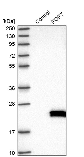 POP7 Antibody - BSA Free Western Blot: POP7 Antibody - BSA Free [NBP1-92282]