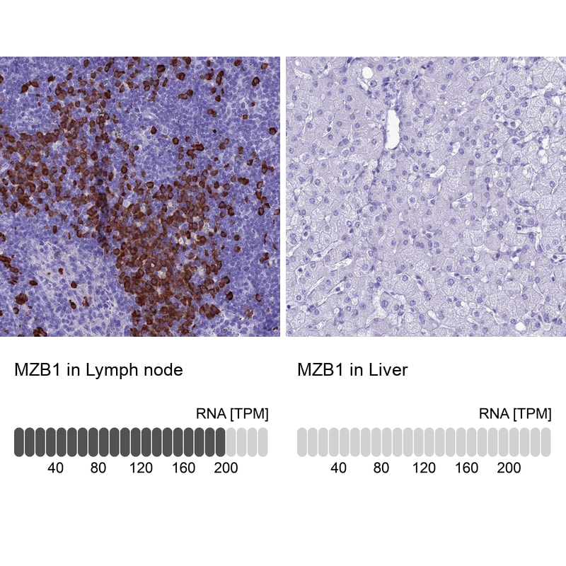 Proapoptotic Caspase Adaptor Protein Antibody - BSA Free Immunohistochemistry: Proapoptotic Caspase Adaptor Protein Antibody - BSA Free [NBP1-92287]