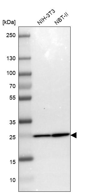 PSMA2 Antibody - BSA Free Western Blot: PSMA2 Antibody - BSA Free [NBP1-92292]