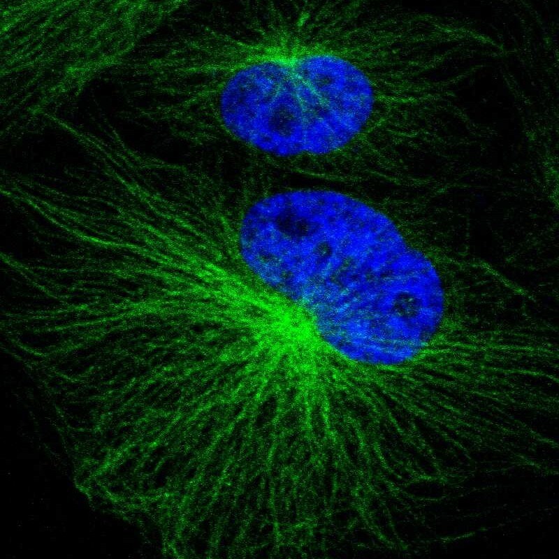 Proteasome 20S alpha 3 Antibody - BSA Free Immunocytochemistry/ Immunofluorescence: Proteasome 20S alpha 3 Antibody [NBP1-92293]