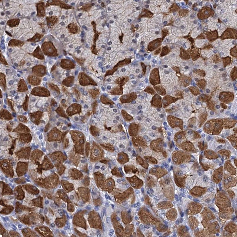 PSF3 Antibody - BSA Free Immunohistochemistry-Paraffin: PSF3 Antibody [NBP1-92300]