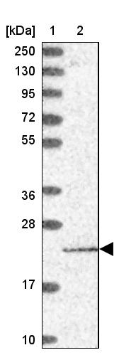 PTCD2 Antibody - BSA Free Western Blot: PTCD2 Antibody - BSA Free [NBP1-92303]