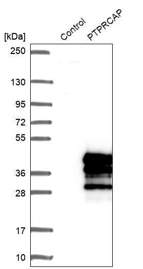 PTPRCAP Antibody - BSA Free Western Blot: PTPRCAP Antibody - BSA Free [NBP1-92304]