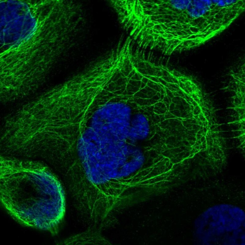 RAB3IP Antibody - BSA Free Immunocytochemistry/ Immunofluorescence: RAB3IP Antibody [NBP1-92309]