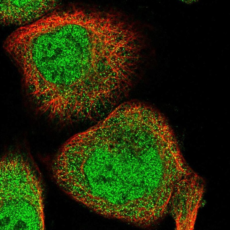 RAI16 Antibody - BSA Free Immunocytochemistry/ Immunofluorescence: RAI16 Antibody [NBP1-92313]