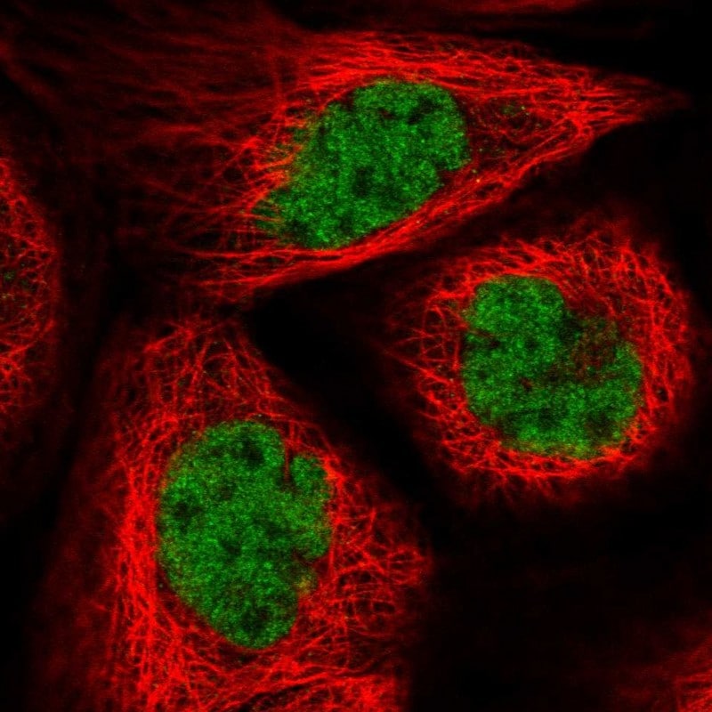 RanBP3 Antibody - BSA Free Immunocytochemistry/ Immunofluorescence: RanBP3 Antibody - BSA Free [NBP1-92315]