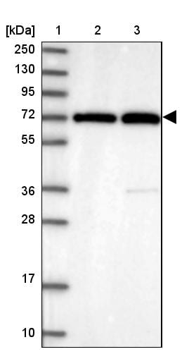 RanBP3 Antibody - BSA Free Western Blot: RanBP3 Antibody - BSA Free [NBP1-92315]