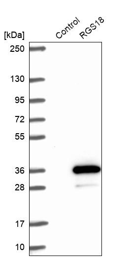 RGS18 Antibody - BSA Free Western Blot: RGS18 Antibody - BSA Free [NBP1-92329]