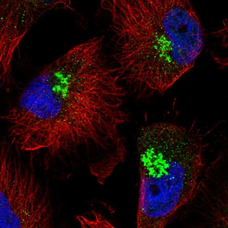 RHBDD2 Antibody - BSA Free Immunocytochemistry/ Immunofluorescence: RHBDD2 Antibody - BSA Free [NBP1-92330]