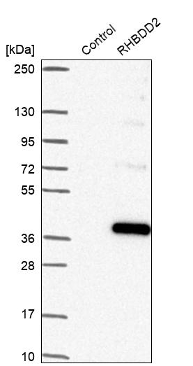 RHBDD2 Antibody - BSA Free Western Blot: RHBDD2 Antibody - BSA Free [NBP1-92330]