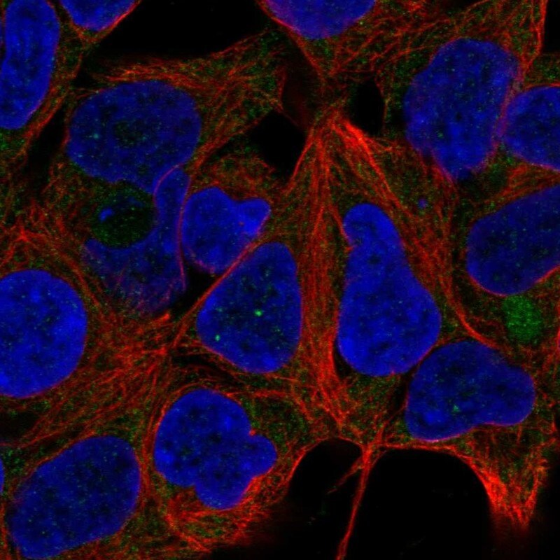 RPS13 Antibody - BSA Free Immunocytochemistry/ Immunofluorescence: RPS13 Antibody - BSA Free [NBP1-92350]