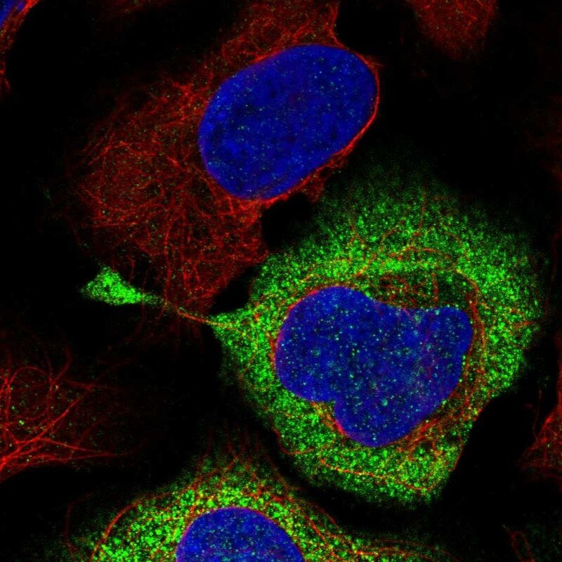 RPS28 Antibody - BSA Free Immunocytochemistry/ Immunofluorescence: RPS28 Antibody - BSA Free [NBP1-92353]