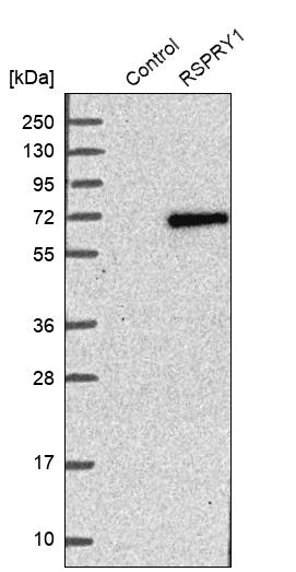 RSPRY1 Antibody - BSA Free Western Blot: RSPRY1 Antibody - BSA Free [NBP1-92358]