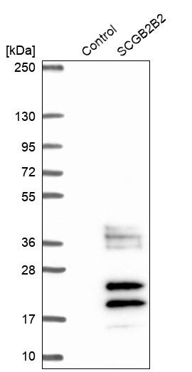 SCGBL Antibody - BSA Free Western Blot: SCGBL Antibody - BSA Free [NBP1-92367]
